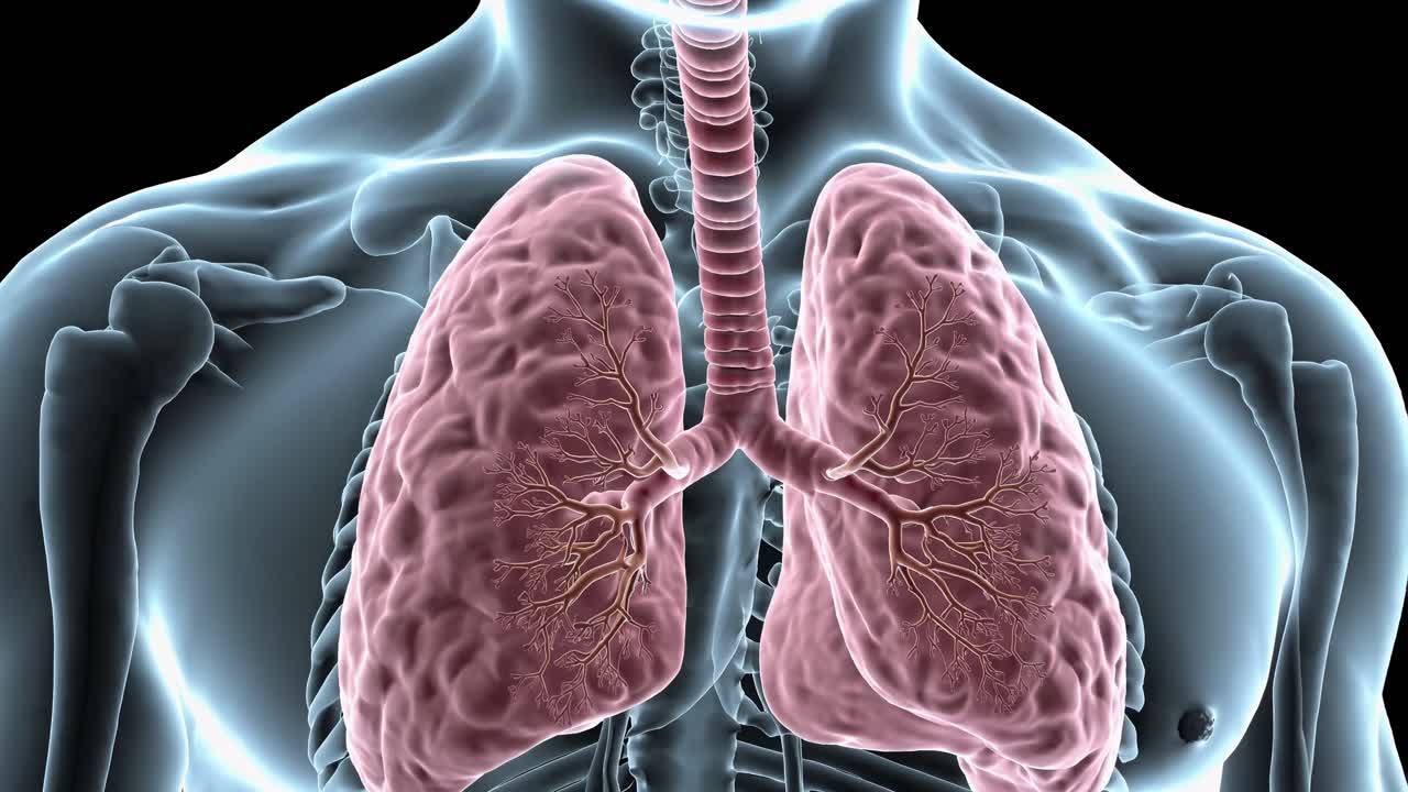 Anatomía de los pulmones humanos
