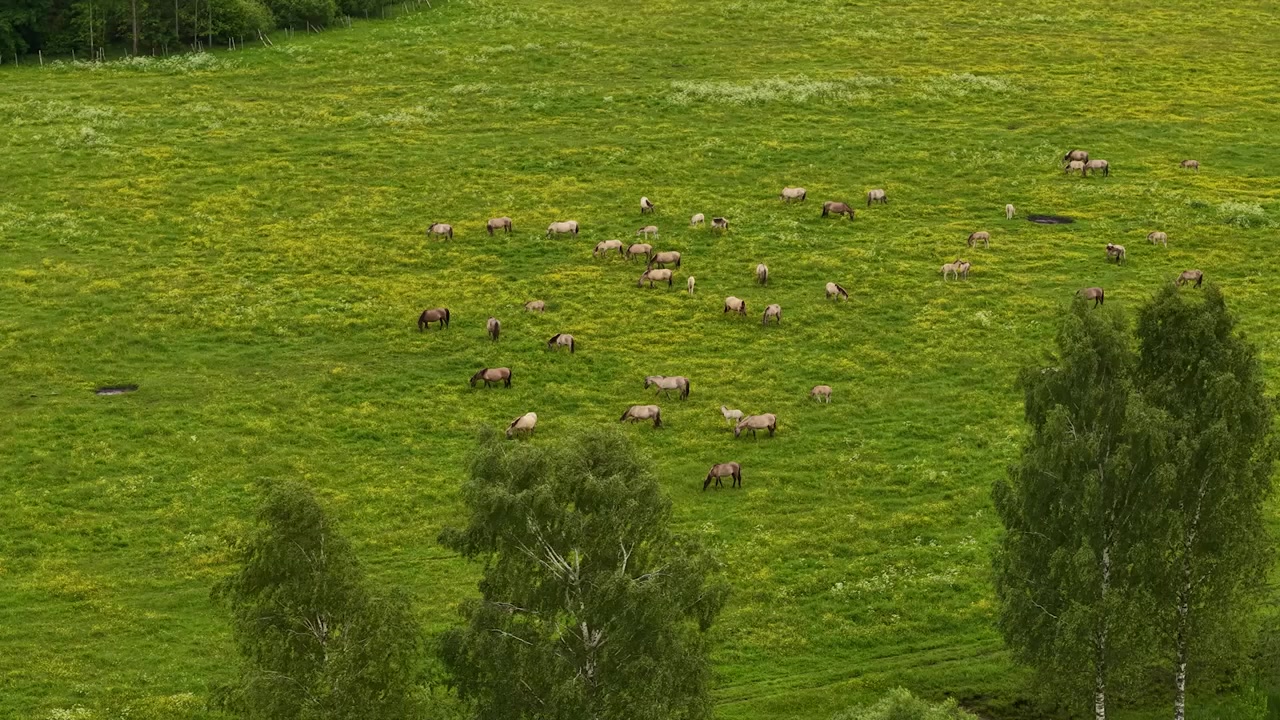 Vista aerea di una mandria di cavalli che pascola in un lussureggiante prato verde cosparso di fiori selvatici gialli, creando un pacifico paesaggio agricolo pastorale.