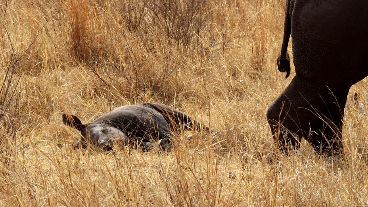 Tenero cucciolo di rinoceronte si sdraia per un pisolino vicino alla mamma nell'erba secca, ripresa con teleobiettivo.