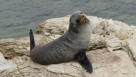 Un-Lobo-Marino-De-Nueva-Zelanda-Tomando-El-Sol-En-Una-Costa-Rocosa,-Aislado-De-Cerca