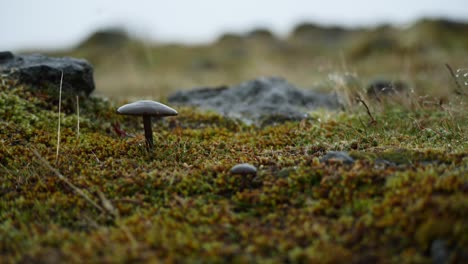 a mushroom stands tall against the rain, surrounded by moss and rocks