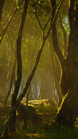 un camino a través de un bosque de niebla