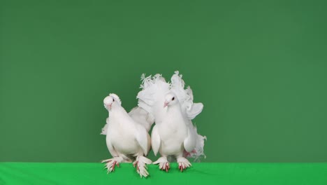 two adorable white doves with beautiful plumage sit next to each other. one bird flaps its wings and flies away. birds are posing sitting in studio with green screen. chroma key. close up. slow motion