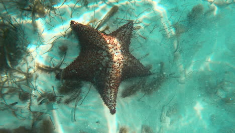 cojín rojo estrella de mar en el lecho marino de arena brillante en el caribe