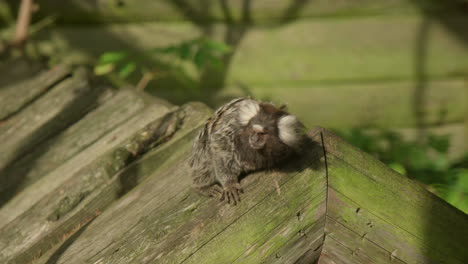 tiny marmoset brazilian monkey in a zoo scratching