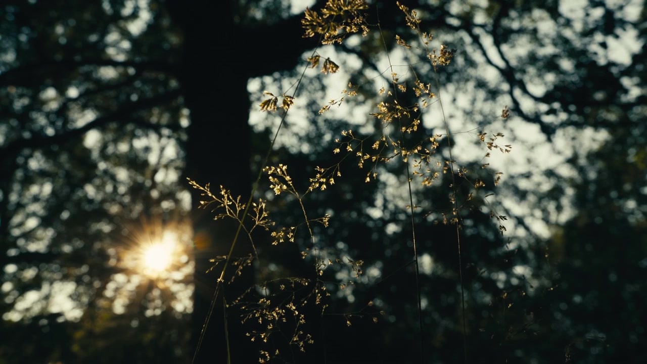 Fine grass stems glow in low sun as the setting light flares beside dark tree shapes in a quiet Norwegian scene.