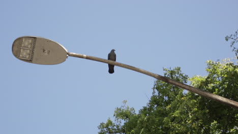 Einsamer-Vogel-Sitzt-Auf-Einem-Lichtmast-In-Einem-Park,-Nahaufnahme,-Zeitlupe