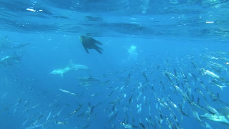 Toma-Submarina-De-Leones-Marinos-Cazando-Peces-En-El-Océano,-Carrera-De-Sardinas