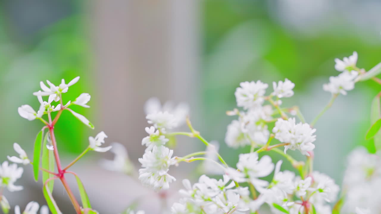 매혹적인 클로즈업 뷰는 완벽한 꽃이 피는 야생 카모 꽃을 드러니다.
