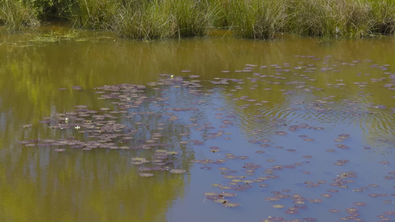 Small Pond With Brownish Water And Lilly Pads Scattered Across The Surface