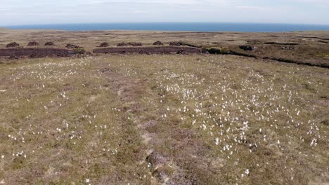 Toma-De-Un-Dron-De-Una-Tierra-De-Turba-Con-Montones-De-Turba-Cortada-Rodeada-De-Hierba-De-Algodón-Común