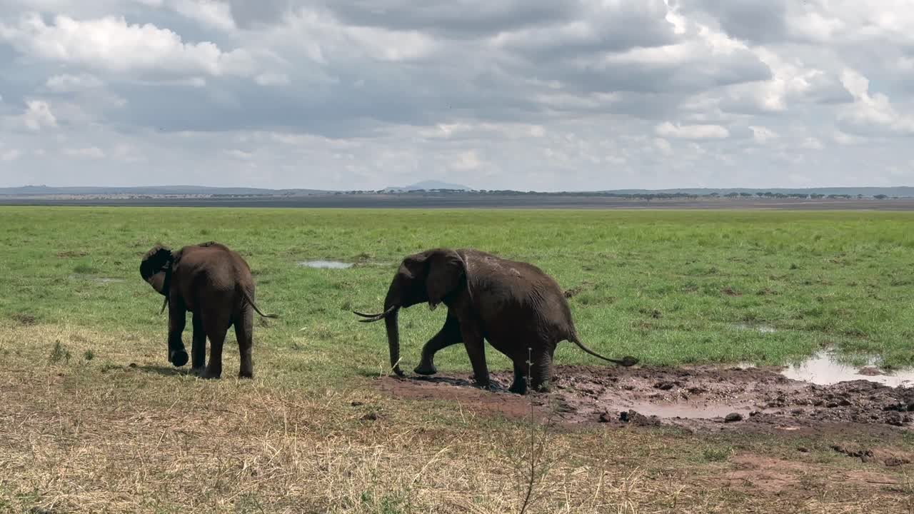 아프리카 부시 코끼리 (loxodonta africana) 는 탄자니아의 타랑기레 국립공원에서 진으로 자신을 는다.