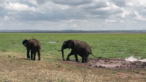 african bush elephant (loxodonta africana) splashes itself with mud. tarangire national park, tanzania.