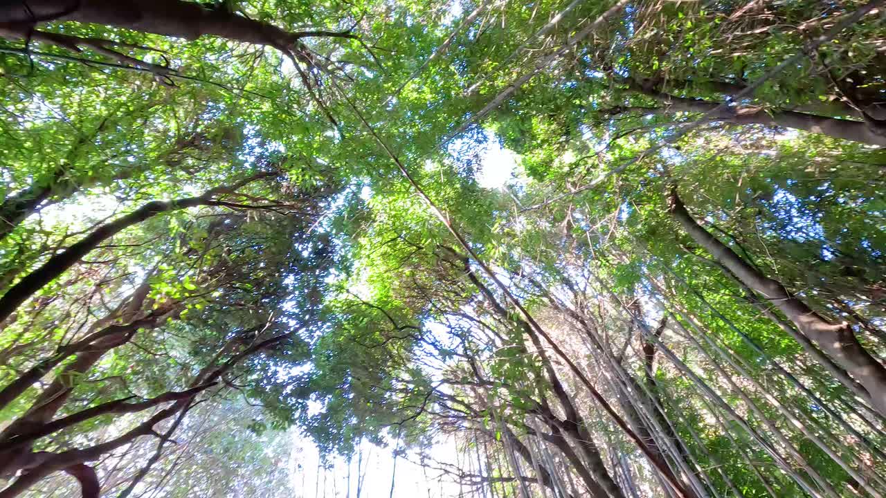 mirando hacia arriba al frondoso dosel de los árboles verdes