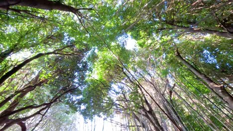 looking up at lush green tree canopy