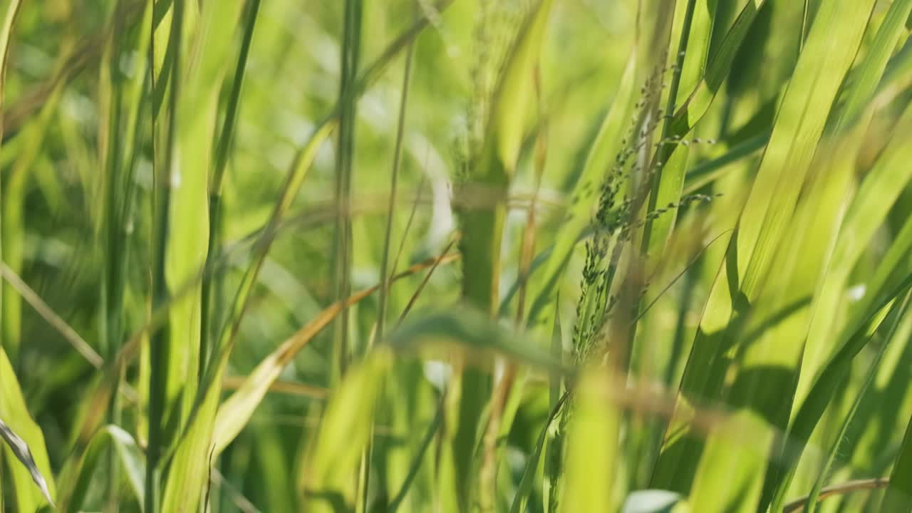 태양 빛으로 흐림 열 대 녹색 잔디의 클로즈업