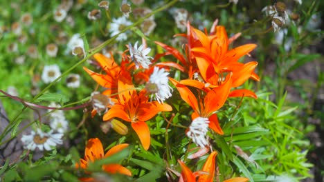 Lirios-De-Tigre-En-El-Jardín