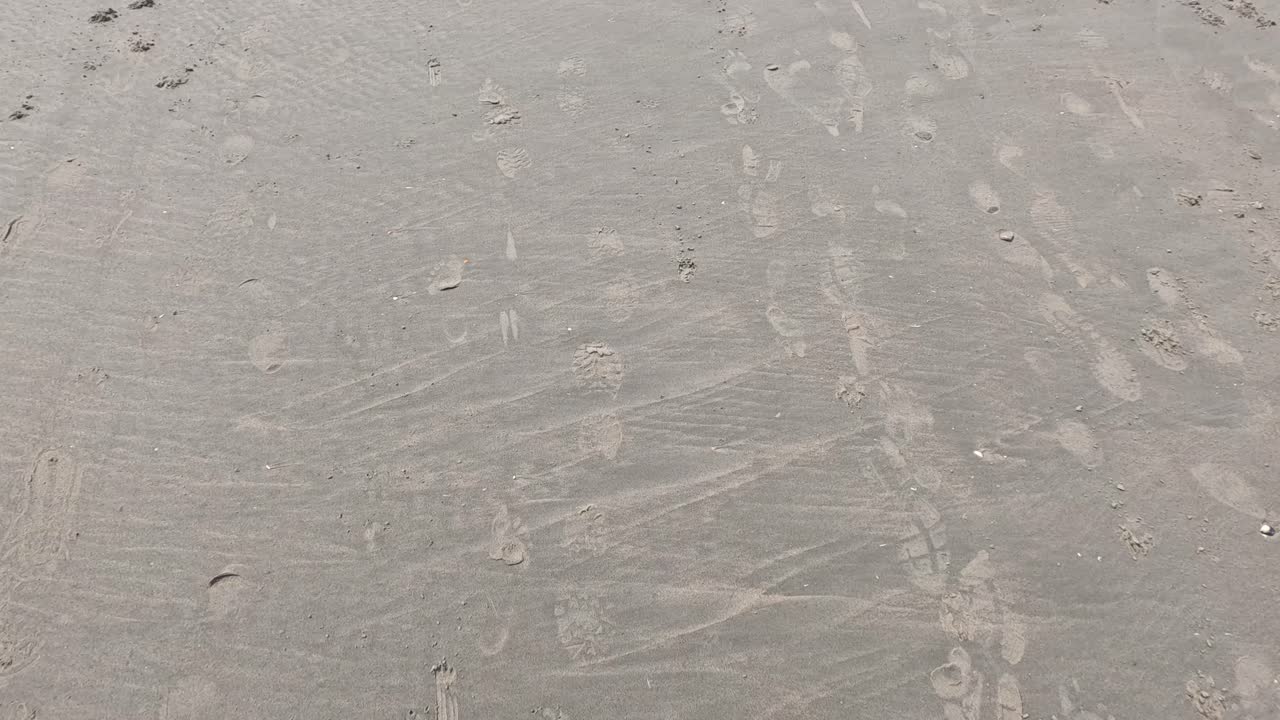 A person in black shoes walks on wet sand, leaving footprints among animal tracks under bright natural daylight. Handheld, downward-facing camera movement