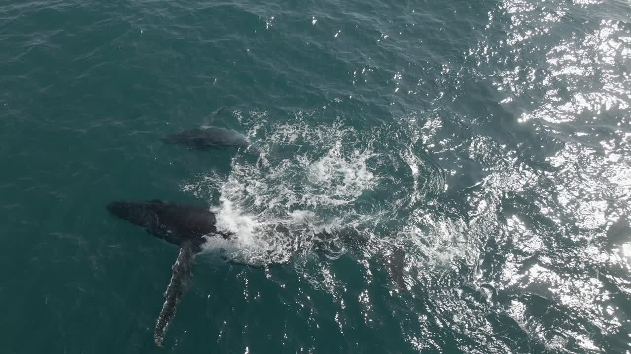 Aerial view of a baby humpback whale with its mum slapping their fins