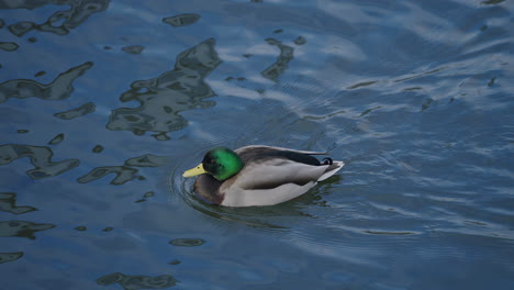 Bunte-Stockente,-Die-Tagsüber-Auf-Einem-Kalten-Wintersee-Schwimmt---Hochwinkelaufnahme