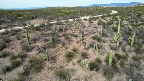 Saguaro-Cactus-in-the-desert-with-dirt-road--aerial-fly-over