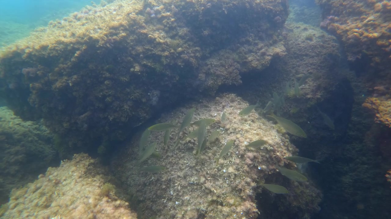 Clear ocean water revealing a school of tiny fish swimming near large algae-covered rocks on the seabed with dappled sunlight