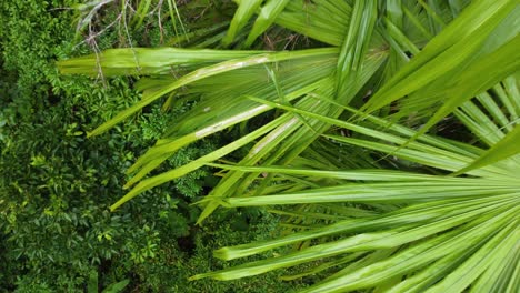 high shot of the amazing nature of the jungle paradise