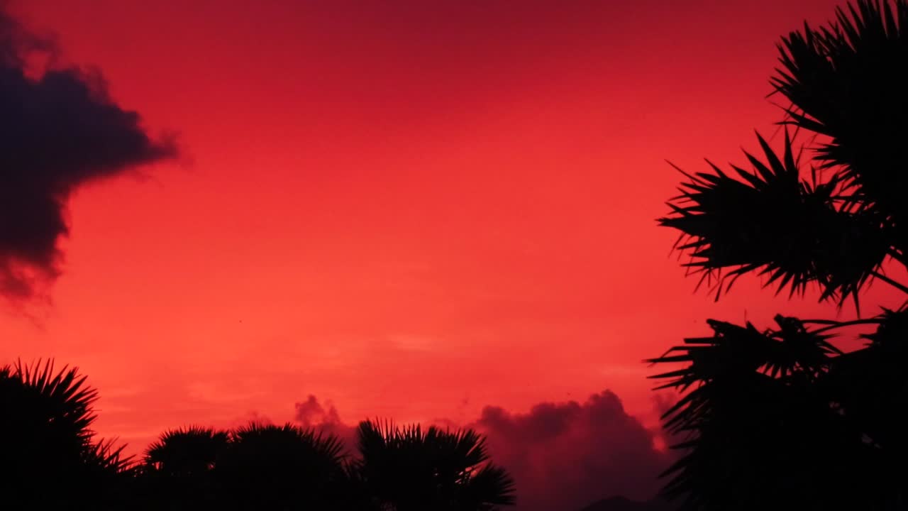Scenic view of the red sunset sky framed by clouds and swaying palm leaves silhouettes