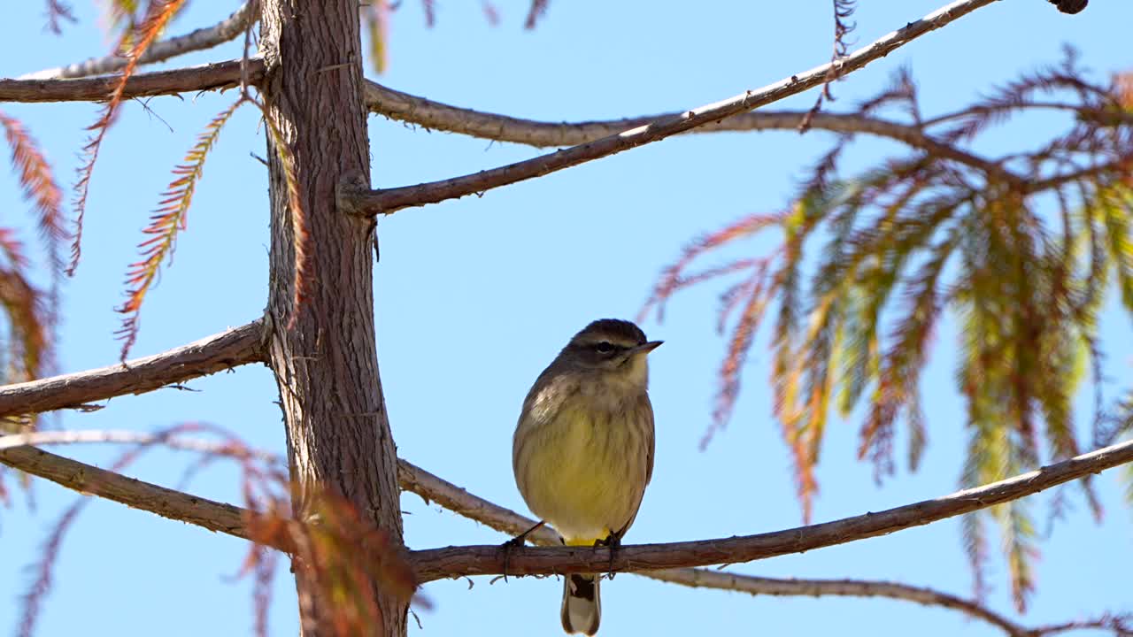 A palm warbler sits in a tree on a windy day
