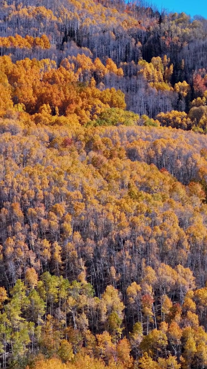 Vertical Drone Shot of Idyllic Autumn Foliage in Colorado USA, Fall Colors on Sunny Day