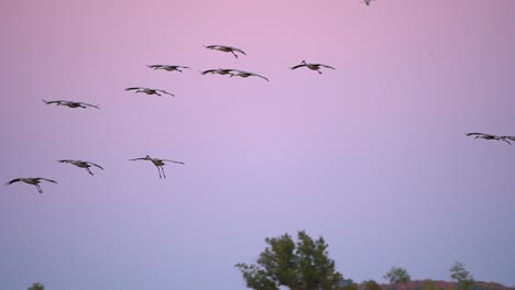 a flock of sandhill cranes glides gracefully over wetlands as the sunset casts a pink hue across the sky
