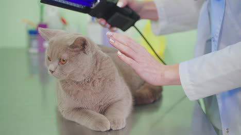 veterinarian examining a cat