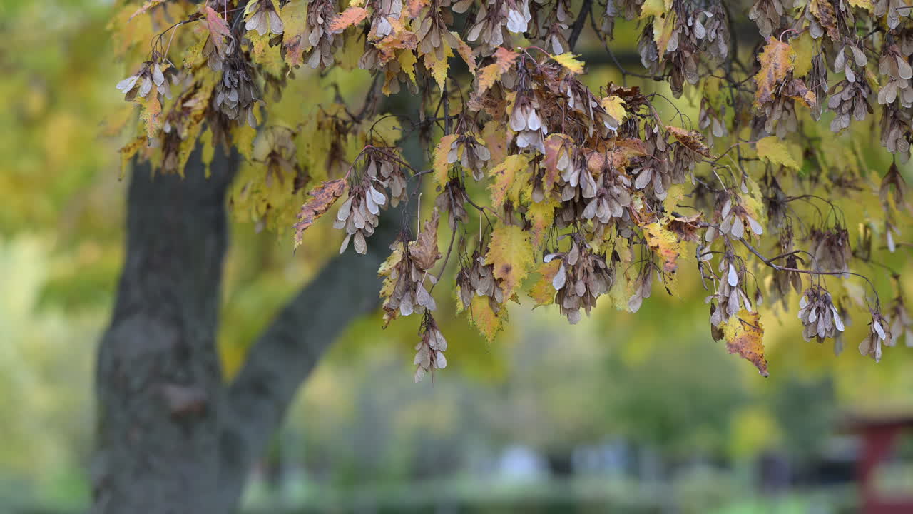 Maple tree branches with autumn seeds and faded leaves