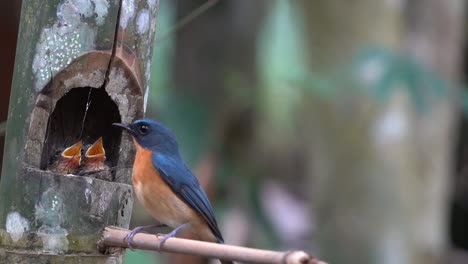 Wurmschnäppervogel-Und-Seine-Zwei-Niedlichen-Küken-Im-Nest