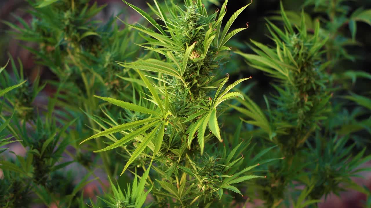 거의 수확할 준비가 된 잡초