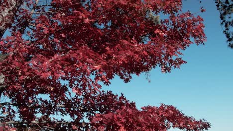 A-tilt-shot-revealing-red-autumn-leaves-in-the-foreground-with-a-calm-lake-and-blue-sky-in-the-background