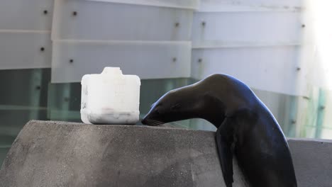 sea lion examines and interacts with ice block