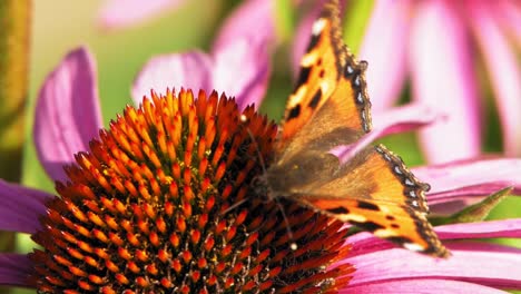 small tortoiseshell butterfly eats pollen from a purple flower