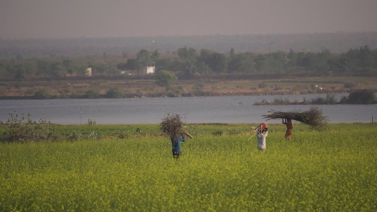 agricultores que trabajan en un campo de mostaza cerca de un río en gwalior
