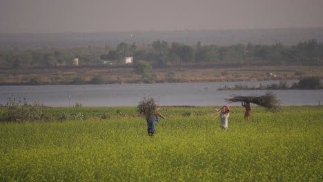 Agricultores-Que-Trabajan-En-Un-Campo-De-Mostaza-Cerca-De-Un-Río-En-Gwalior