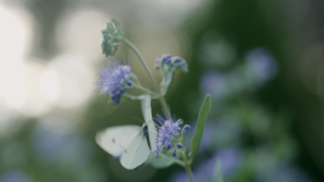 White Butterfly on Purple Flowers