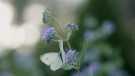 white butterfly on purple flowers