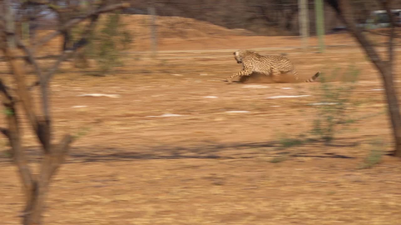 un guepardo corriendo persigue un objetivo en movimiento atado a una cuerda en un centro de rehabilitación de guepardos en namibia