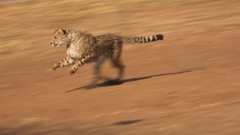 a cheetah running chases a moving target attached to a rope at a cheetah rehabilitation center in namibia