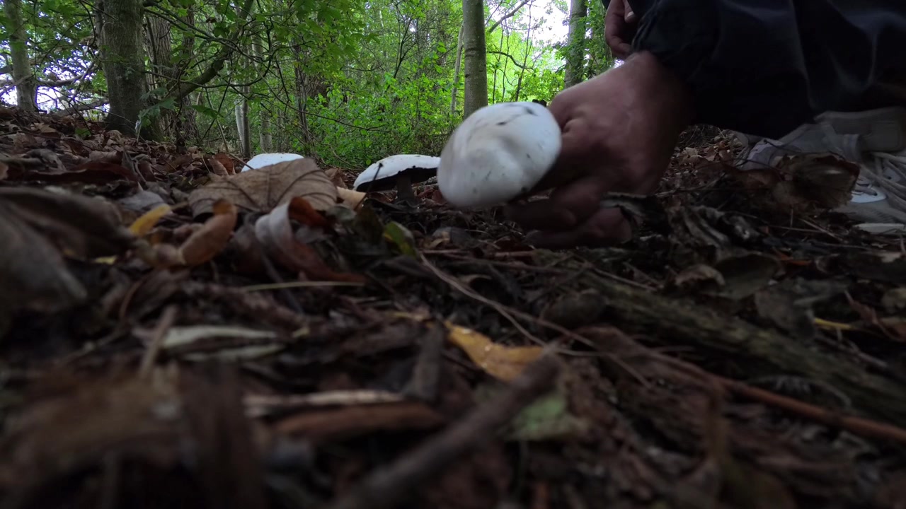 Man harvesting wild mushrooms growing on autumn woodland forest floor in fallen leaves