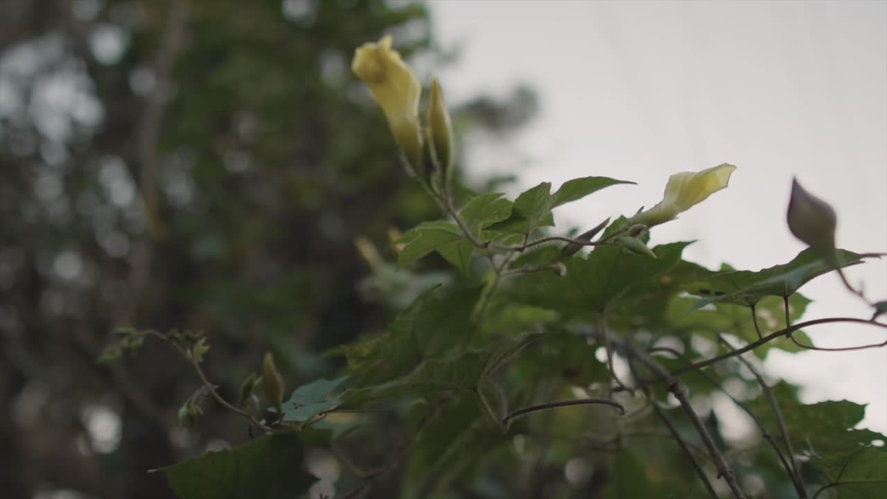 집 앞 식물 가지