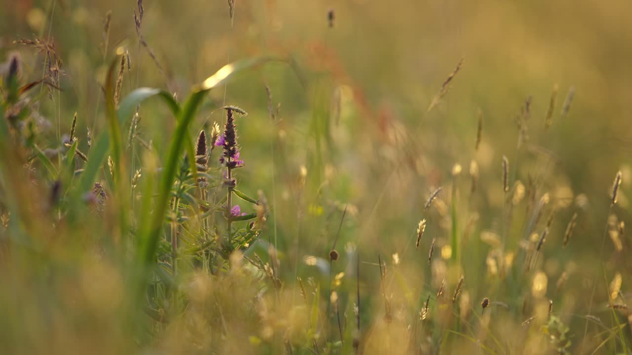 Beautiful field of Long Grass, Bluebottle Flowers, Chamomile, Close Up cinematic Shallow Depth of Field