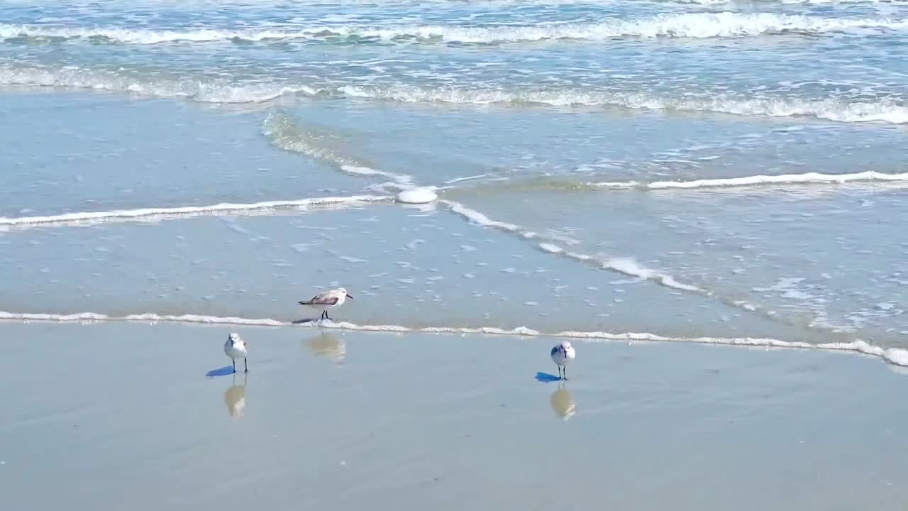 Wading shorebirds of the plover family play in the surf of an Atlantic beach.