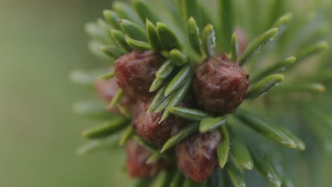 Macro-shot-of-newborn-pine-cones-are-growing-on-a-pine-during-autumn