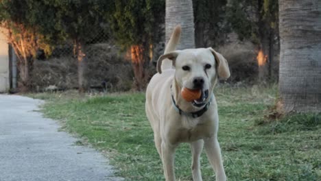 Perro-Feliz-Trae-Pelota-En-La-Boca,-Corriendo-En-Cámara-Lenta,-Con-Las-Orejas-Aleteando